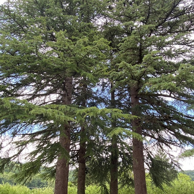 Harana Palacio de Oharriz